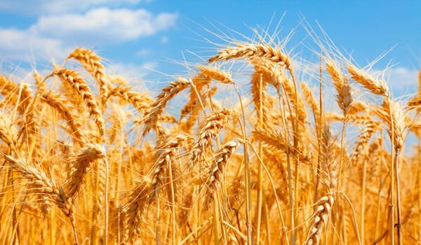  Lektin Nedir? Lektin Proteini İçeren Besinler Hangileridir?