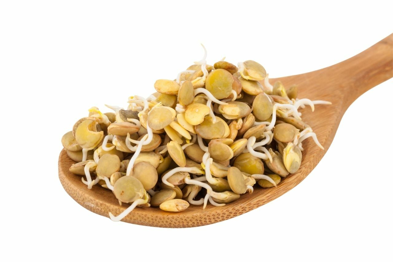 Mercimek Filizlendirme Nedir? Nasıl Yapılır?